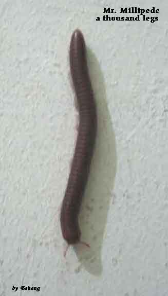 Mr. Millipede alias Kaki Seribu