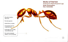 Solenopsis sp., Thief Ant