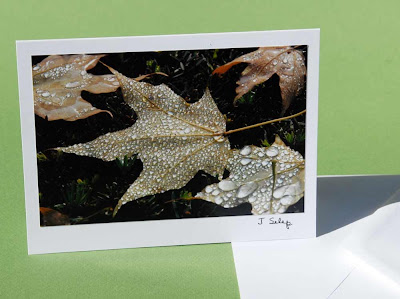jeanne-selep-imaging maple leaf card