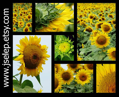 mosaic-monday-selep-imaging-sunflowers
