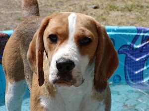 Abba the Beagle
