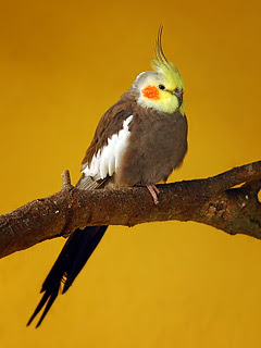 Papagaj Ara životinje ptice download besplatne pozadine slike za mobitele