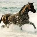 konj životinje download besplatne slike pozadine za mobitele