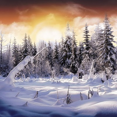 Snow forest download free wallpapers backgrounds for Apple iPad