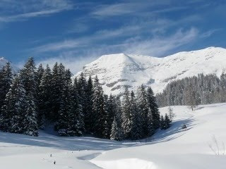 Borovi, snijeg, planine, zima download besplatne pozadine slike za mobitele