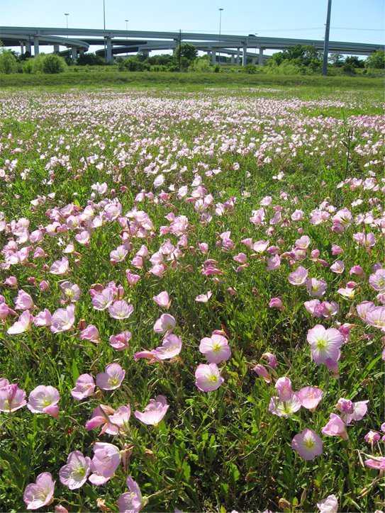 [FlowersBacklit.jpg]