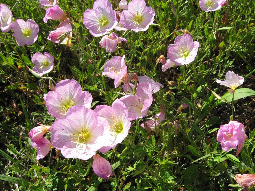 [FloweCloseUp.jpg]