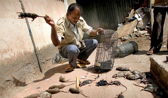 Image result for rat killer
