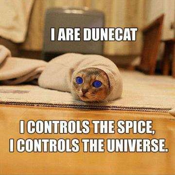 [dune-cat.jpg]