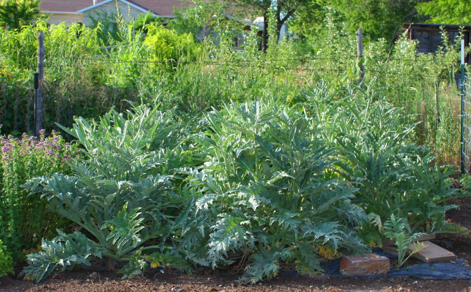 Artichokes - Stacy Risenmay, image size:1600x992