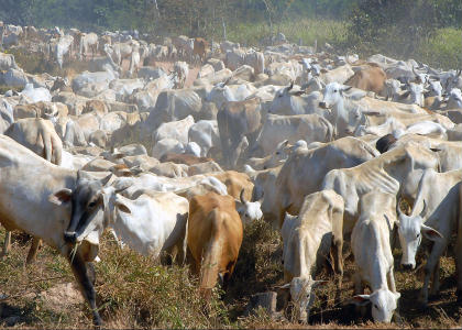 Bovino em Rondônia Bovino em Rondônia