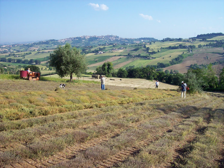OfficinAloe OfficinAloe Azienda Agricola Biologica