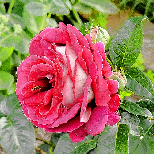 Merci´s Bilderseite: Pflanzen