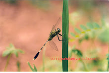 Dragon Fly