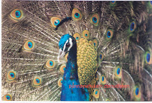 Peacock Dance
