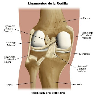 ligamentos cirugia lesion rodilla