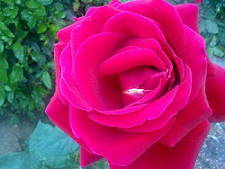 rosa flores rosas bonitas imagenes imagen flor dibujos lindas comer buen imagens hermosas plantas frases