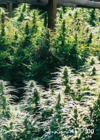 [marijuana+garden.jpg]