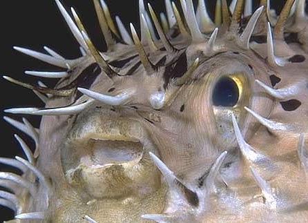 The poisonous pufferfish: Their true story - PADI Pros