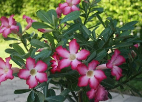 Desert Rose