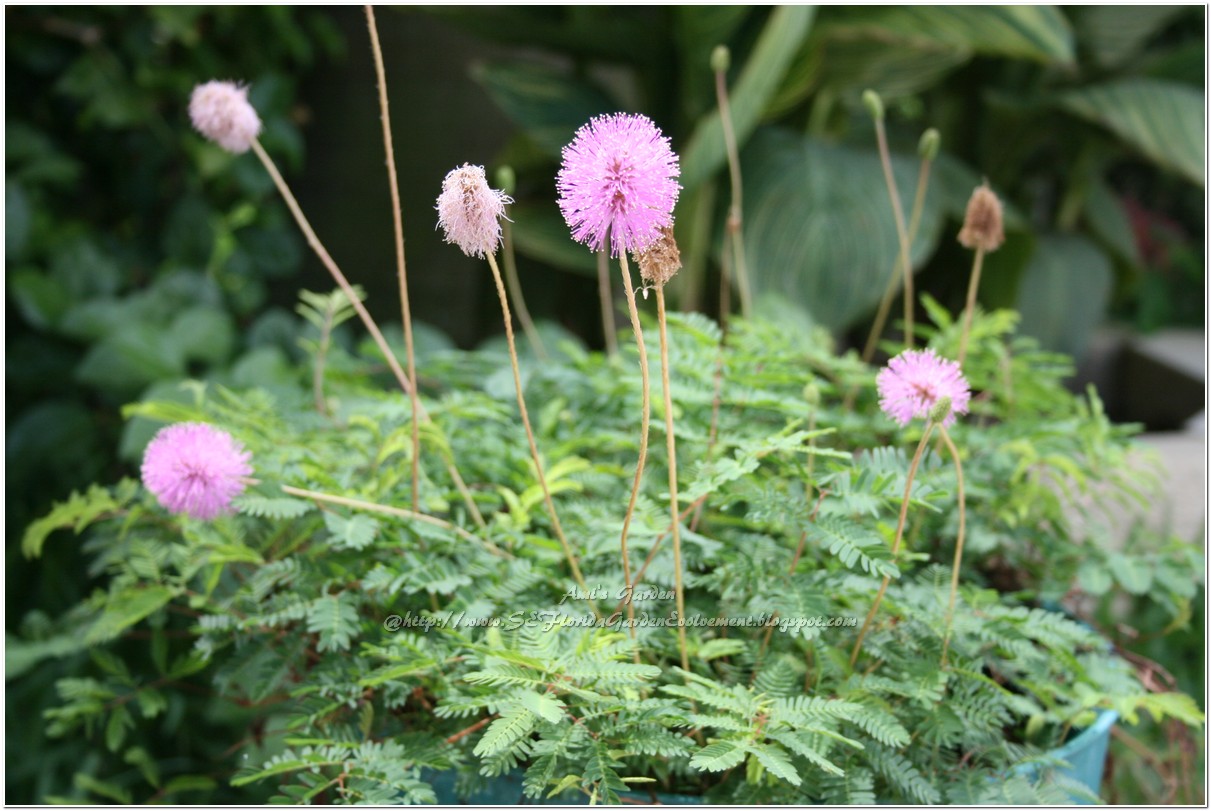 Southeast Florida Garden Evolvement Sensitive Plant Mimosa strigillosa