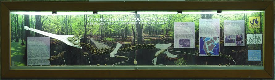Thoracosaurus neocesariensis
