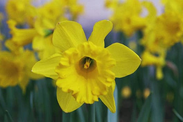 [Daffodill+1.JPG]