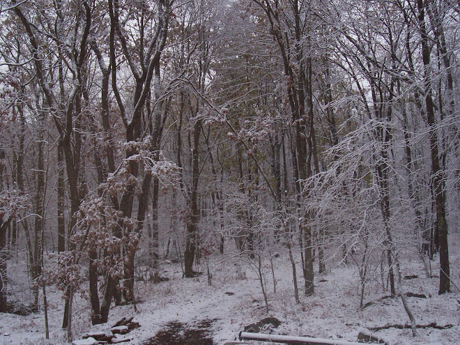 October snow in our woods