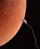 [Spermimage.jpg]