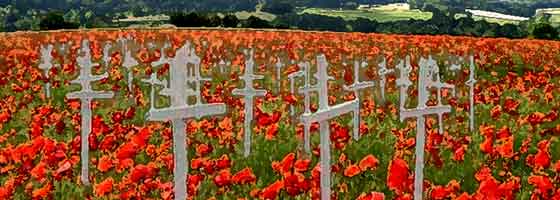 poppy field with white crosses