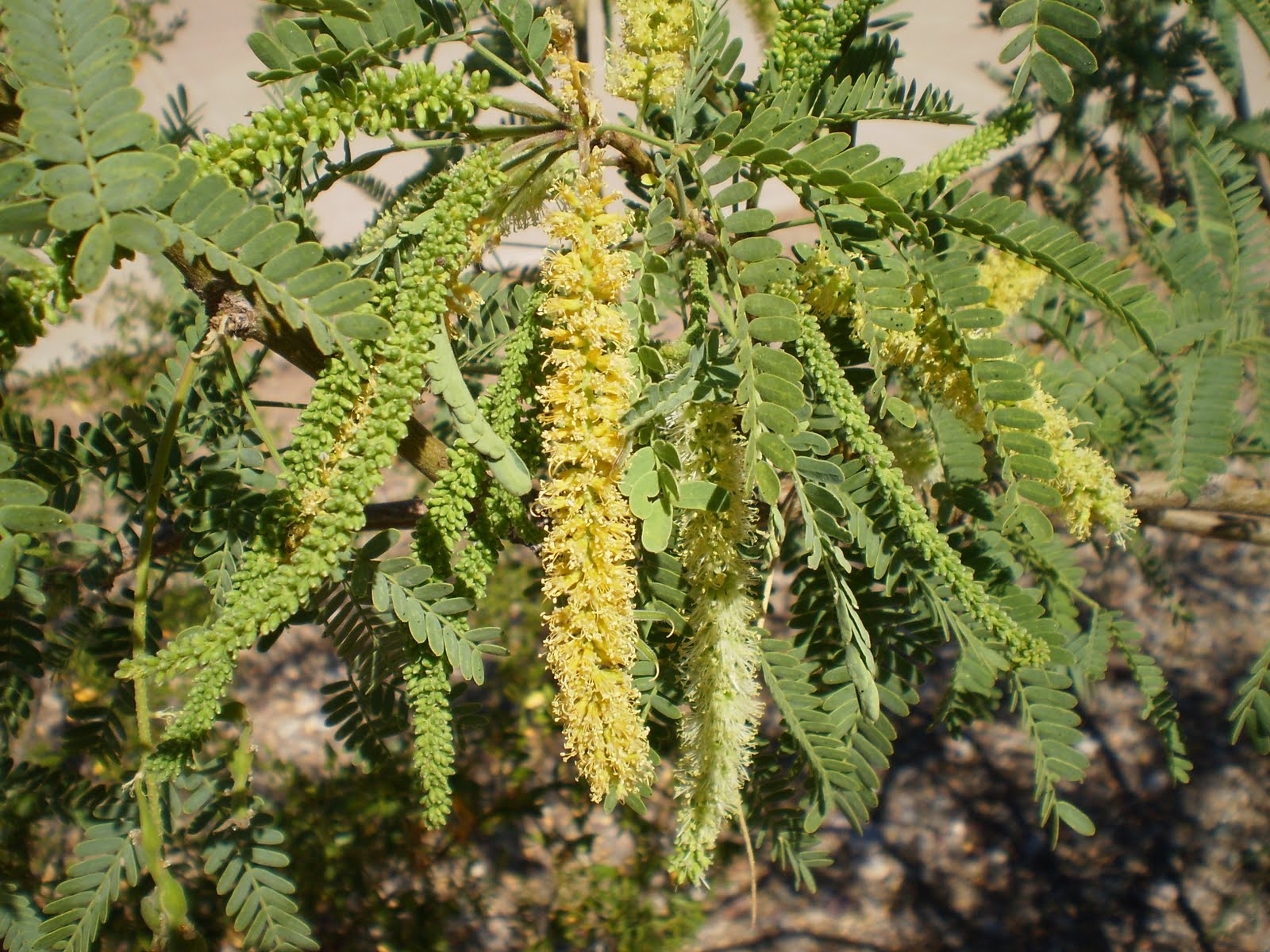 Botanical Education Foundation HARVESTING MESQUITE BEANS FOR FLOUR AND