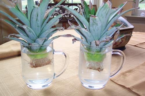 [Pineapple_Tops_In_Water.jpg]
