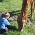Preschool Field Trip to Wheelers Farm (10-9-09)