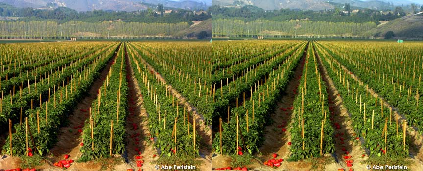 [071116-Saticoy-along+Rt-118--red-pepper-crop-rows-1-X-C-BLOG.jpg]