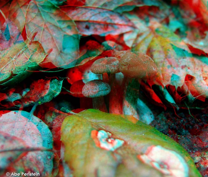 [080211-Los-Osos-Nipomo-Open-Space--mushrooms-2-ANA-C-BLOG.jpg]