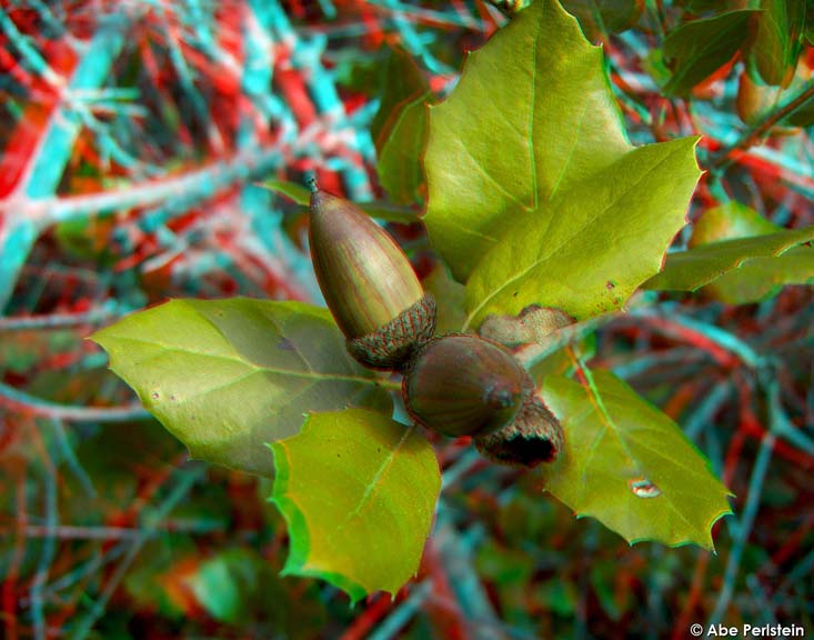 [080211-Los-Osos-Nipomo-Open-Space--acorns-ANA-C-BLOG.jpg]