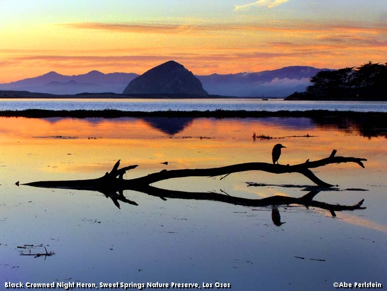 [070711-Sweet-Springs--Black-Crowned-Night-Heron-2-E-C.jpg]