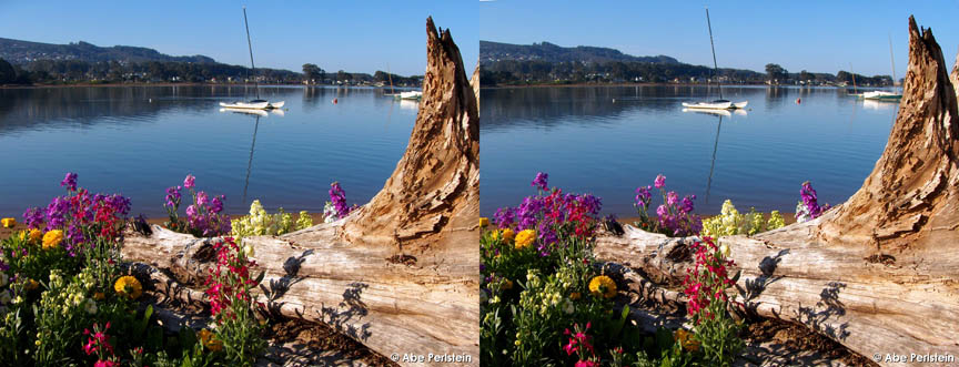 [070302-Baywood--Back-Bay-Inn--flowers-stump-bay-X-C-BLOG.jpg]