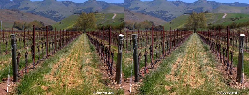 [070331-SLO--Orcutt-Rd--vineyard-row-X-C-BLOG.jpg]