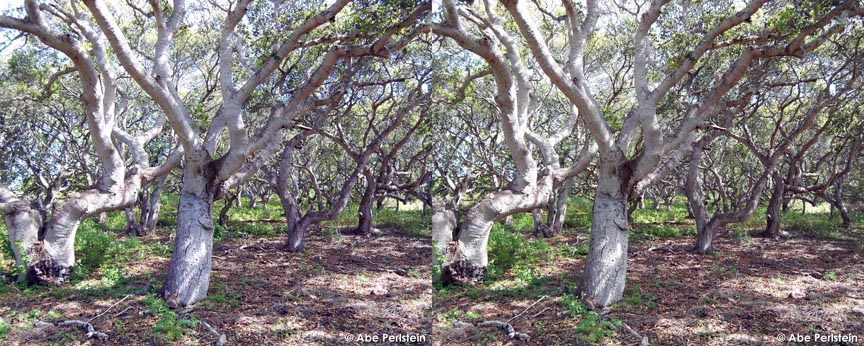 [070403-Crespi-Trail--oak-grove-2-X-C-BLOG.jpg]