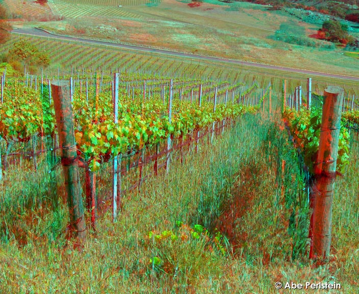 [070423-Arroyo-Grande--Laetitia-Winery--poppies-vines-2-ANA-C-BLOG.jpg]