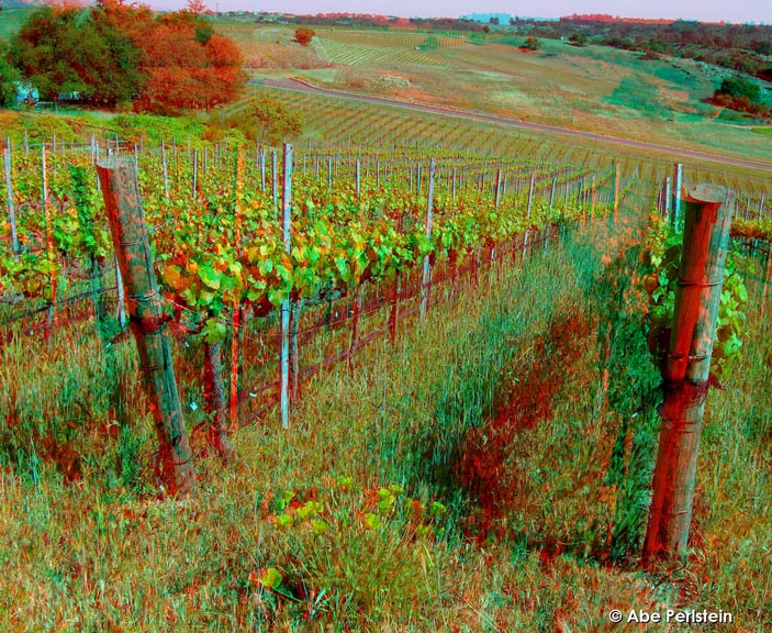 [070423-Arroyo-Grande--Laetitia-Winery--poppies-vines-1-ANA-C-BLOG.jpg]