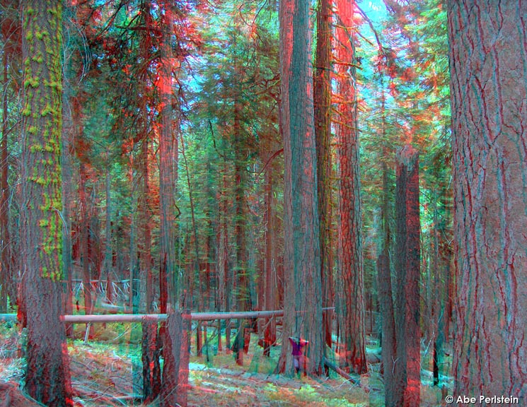 [070623-Yosemite--Mariposa-Grove--Pat-May--ponderosa-pine-ANA-C-BLOG.jpg]