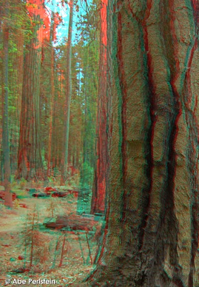 [070623-Yosemite--Mariposa-Grove--ponderosa-pines-ANA-C-BLOG.jpg]