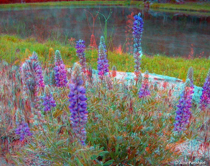 [070623-Fish-Camp--Lupine-and-pond-ANA-C-BLOG.jpg]