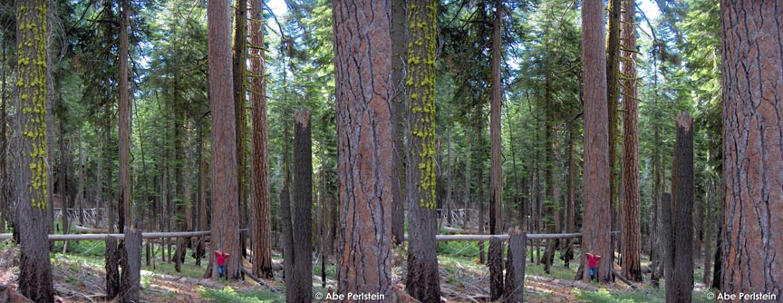 [070623-Yosemite--Mariposa-Grove--Pat-May--ponderosa-pine-X-C-BLOG.jpg]