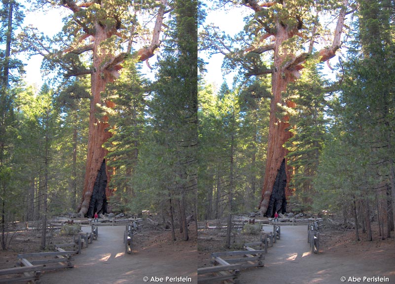 [070623-Yosemite--Mariposa-Grove--Grizzley-Giant--Pat-May-X-C-BLOG.jpg]