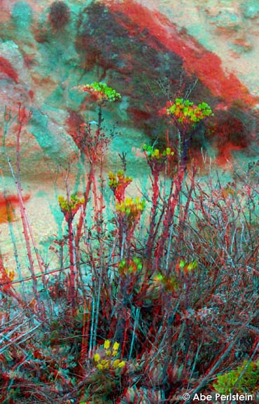 [070722-Montana-de-Oro--Dudlya-blooms-2-ANA-C-BLOG.jpg]