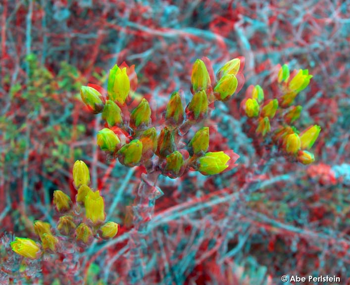 [070722-Montana-de-Oro--Dudlya-blooms-1-ANA-C-BLOG.jpg]