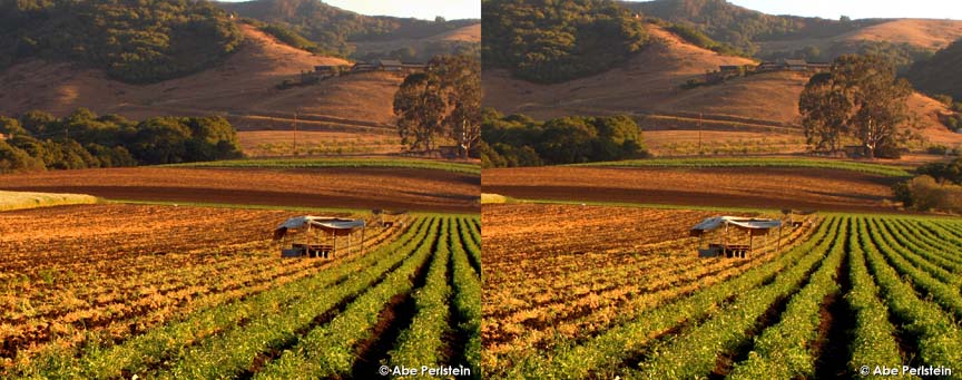 [070811-Los-0sos-Valley--crop-rows-1-X-C-BLOG.jpg]